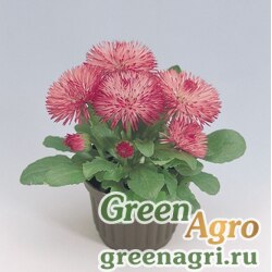 Семена Маргаритка многолетняя (Bellis perennis) "Roggli" (rose) Raw 1000 шт.