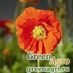 Мак голостебельный Papaver nudicaule Spring Fever orange Raw 1000