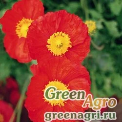 Мак голостебельный (Papaver nudicaule) "Pulchinella" (red) Raw 1000 шт.
