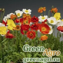 Семена Мак голостебельный (Papaver nudicaule) "Spring Fever" (mix) raw 1000 шт.