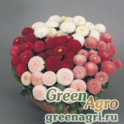 Семена Маргаритка многолетняя (Bellis perennis) "Tasso" (mix) raw 1000 шт.