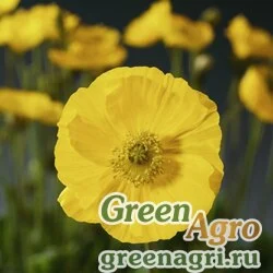 Мак голостебельный (Papaver nudicaule) "Spring Fever" (yellow) Raw 1000 шт.