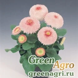 Семена Маргаритка многолетняя (Bellis perennis) "Tasso" (strawberries & cream) raw 1000 шт.
