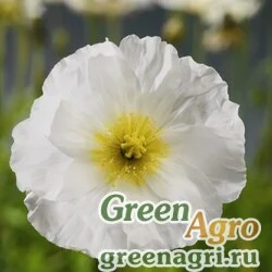 Мак голостебельный Papaver nudicaule Spring Fever white Raw 1000