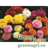 Семена Лютик азиатский (Ranunculus asiaticus) "Mache F1" (mix) Pelleted 1000 шт.