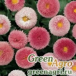 Семена Маргаритка многолетняя (Bellis perennis) "Bellissima" (rose bicolor) pelleted 500 шт.
