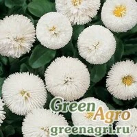 Семена Маргаритка многолетняя (Bellis perennis) "Bellissima" (white) pelleted 500 шт.