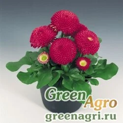 Семена Маргаритка многолетняя (Bellis perennis) "Tasso" (deep rose) raw 1000 шт.