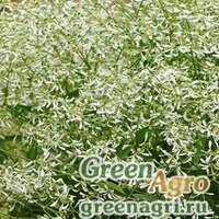 Семена Молочай злаковидный (Euphorbia graminea) "Glitz" (white) raw Нов. 100 шт.