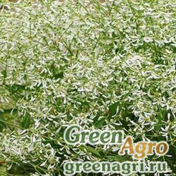 Семена Молочай злаковидный (Euphorbia graminea) "Glitz" (white) raw Нов. 100 шт.