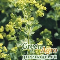 Семена Манжетка мягкая (Alchemilla mollis) "Thriller" (yellow) apex 1000 шт.