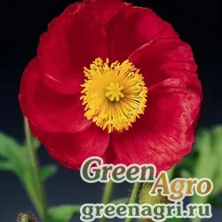 Мак голостебельный (Papaver nudicaule) "Pulchinella" (rose) Raw 1000 шт.