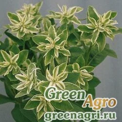 Молочай окаймленный (Euphorbia marginata) "Kilimanjaro" (green) Raw 1000 шт.