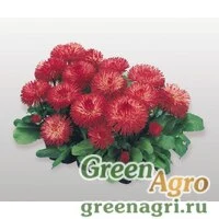 Семена Маргаритка многолетняя (Bellis perennis) "Habanera" (red) raw 1000 шт.