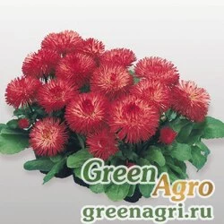 Семена Маргаритка многолетняя (Bellis perennis) "Habanera" (red) raw 1000 шт.