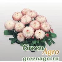 Семена Маргаритка многолетняя (Bellis perennis) "Habanera" (rose) Raw 1000 шт.