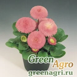 Семена Маргаритка многолетняя (Bellis perennis) "Tasso" (pink) raw 1000 шт.