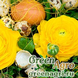 Лютик азиатский Ranunculus asiaticus Magic F1 yellow Pelleted 1000