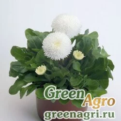 Маргаритка многолетняя Bellis perennis Tasso White Pelleted 1000