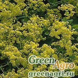 Манжетка мягкая Alchemilla mollis IRISH SILK YELLOW Raw 5000