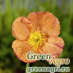 Мак голостебельный Papaver nudicaule Spring Fever rose Raw 1000