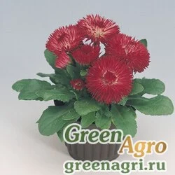 Семена Маргаритка многолетняя (Bellis perennis) "Roggli" (red) raw 1000 шт.