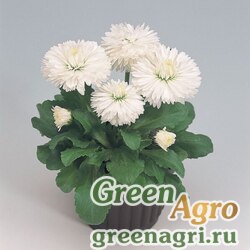 Семена Маргаритка многолетняя (Bellis perennis) "Roggli" (white) Raw 1000 шт.