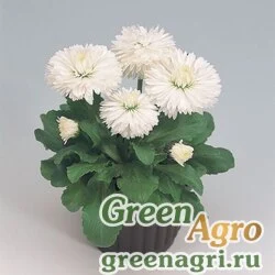 Семена Маргаритка многолетняя (Bellis perennis) "Roggli" (white) Raw 1000 шт.