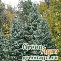 Семена Пихта одноцветная (Abies concolor) 10 гр.