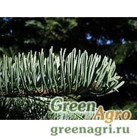 Семена Пихта великолепная (Abies magnifica) "CA" 10 гр.
