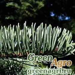 Семена Пихта великолепная (Abies magnifica) "CA" 10 гр.