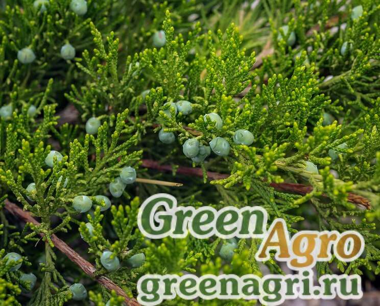 Купить Семена Можжевельник казацкий (Juniperus sabina) сушеные ягоды 15 ...