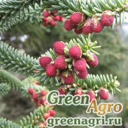 Семена Пихта испанская (Abies pinsapo) 4 гр.