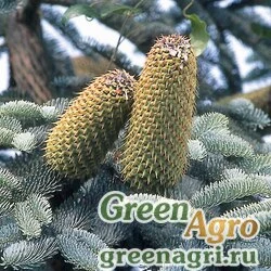 Семена Пихта благородная ф. сизая (Abies procera f.glauca ) 10 гр.