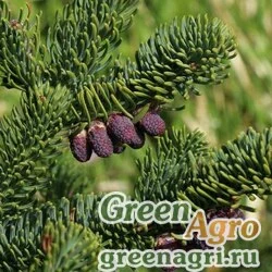 Семена Пихта благородная (Abies procera) "WA" 5 гр.