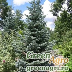 Семена Пихта шершавоплодная (Abies lasiocarpa) "Arapaho NF CO" 10 гр.