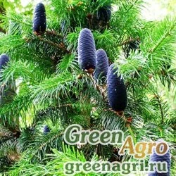 Семена Пихта гималайская (Abies pindrow) 30 гр.