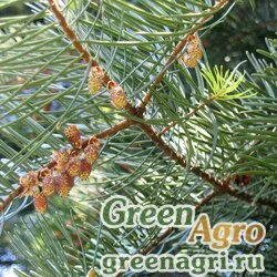 Семена Пихта одноцветная Лау (Abies concolor f. lowiana) "CA" 20 гр.