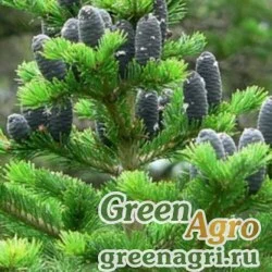 Семена Пихта сибирская (Abies sibirica) 40 гр.
