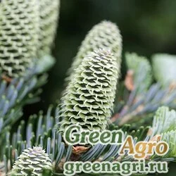Семена Пихта Фразера (Abies fraseri) "Roane Mountain NC" 8 гр.