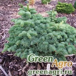 Семена Пихта великолепная Шастенса (Abies magnifica var. shastensis) "CA" 20 гр.