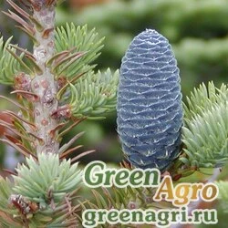 Семена Пихта бальзамическая (Abies balsamea) "Lake States, WI" 10 гр.