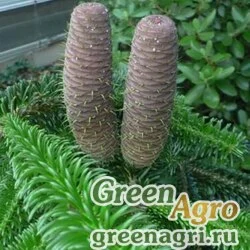 Семена Пихта Эрнеста (Abies ernestii) 20 г