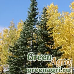 Семена Пихта шершавоплодная аризонская (Abies lasiocarpa ssp. arizonica) "Apache NF AZ" 5 г