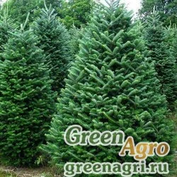 Семена Пихта корейская (Abies koreana) 5 гр