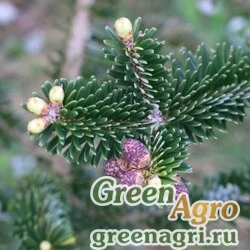 Семена Пихта Фабри (Abies fabri) 20 гр.