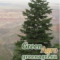 Семена Пихта одноцветная (Abies concolor) "Cibola NM" 15 гр.