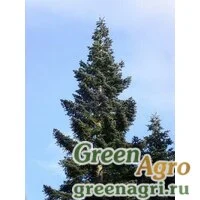 Семена Пихта белая тихоокеанская (Abies amabilis) "WA" 10 г