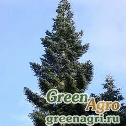 Семена Пихта белая тихоокеанская (Abies amabilis) "WA" 10 г