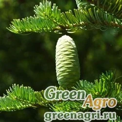 Семена Пихта цельнолистная (Abies holophylla) 25 г